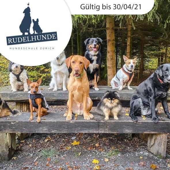Professionelles Hundetraining