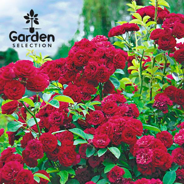 Garden Selection